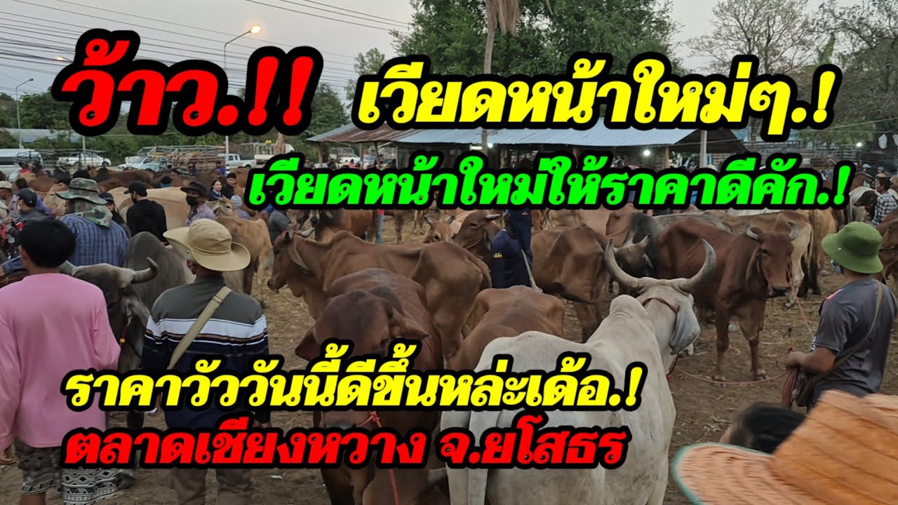 ราคาวัววันนี้ เปิดราคาวัวล่าสุดวันนี้ สำรวจราคาวัวตลาดนัด#เปิดราคาวัวงามน่าซื้อ#ซื้อขายวัวน่าเลี้ยง