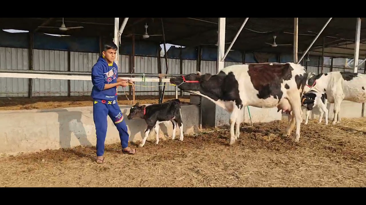 ابقار ابووسام الجبوري النجف أبوصخير يوجد توصيل جميع المحافظات السعر بي مجال ضمان ١٠يوم