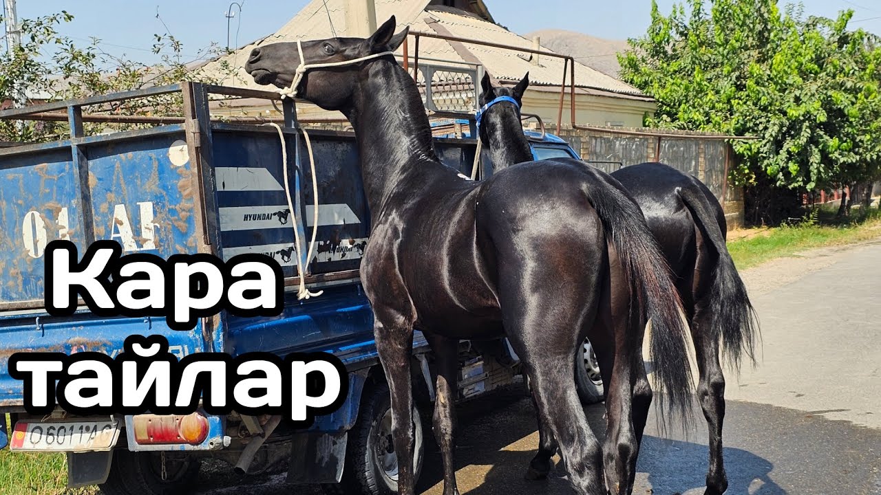 Кара тайлар Каниден🔥17 сентября 2025 г.