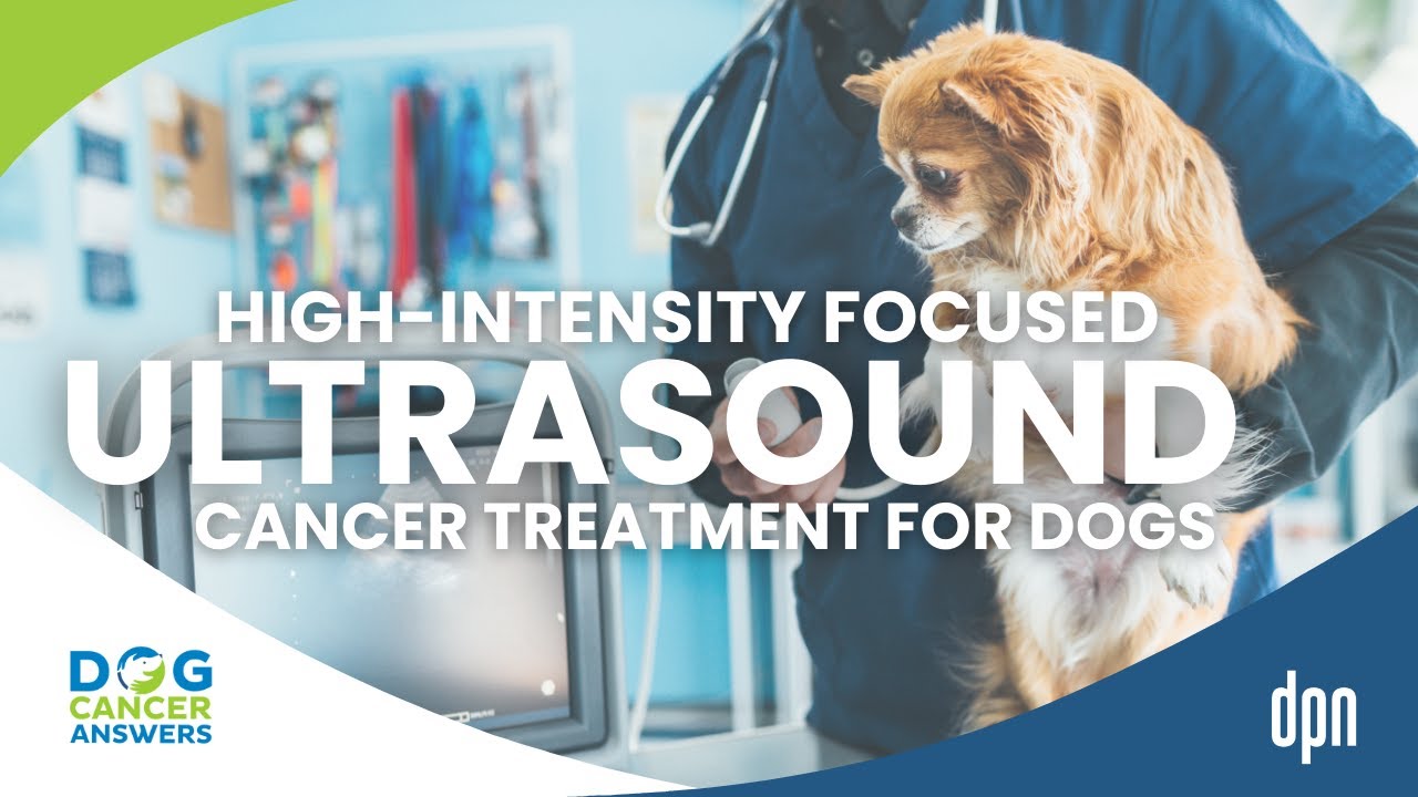 New Dog Cancer Treatment? Ultrasound Cancer Treatment in Dogs Trial | Dr. Joanne Tuohy