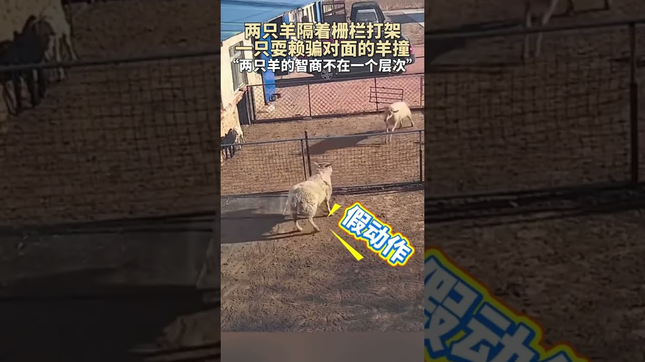 This Sheep Got Outsmarted 😂🐑