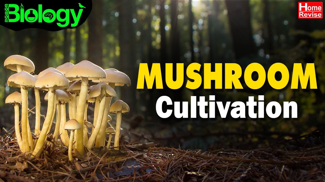 MUSHROOM FARMING | MUSHROOM CULTIVATION | How to grow MUSHROOMS | Home Revise