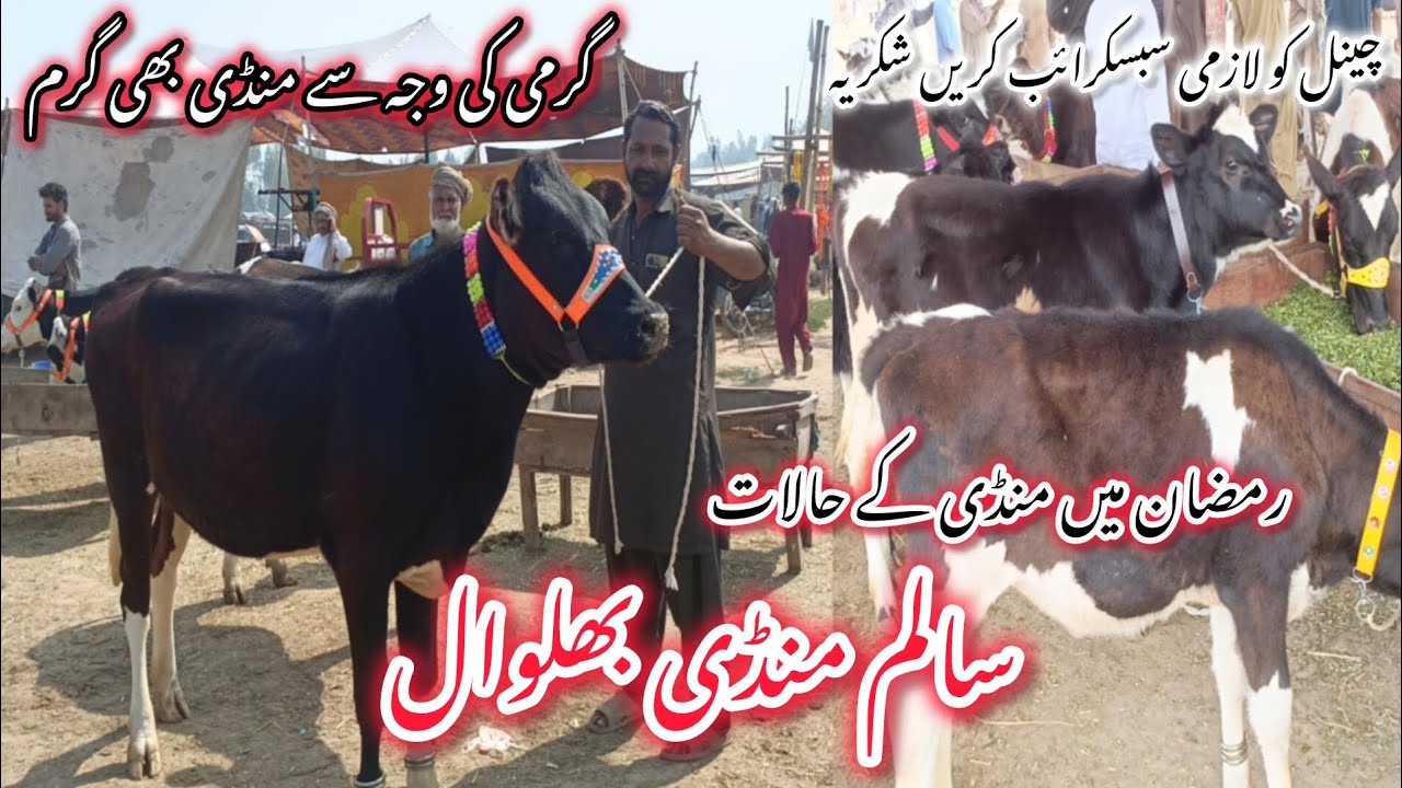Salam Mandi || Australian Friesian Heifers | Holstien Friesian Hiefer | Jersey Heifers ||