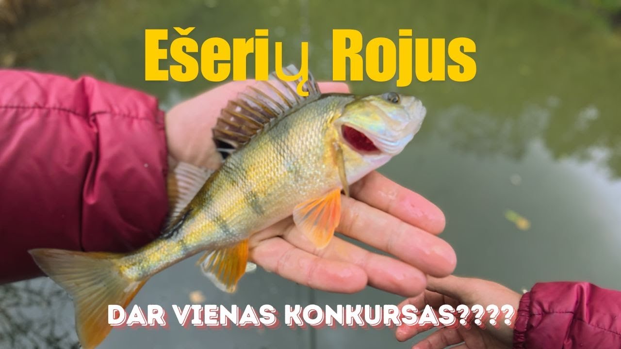 Avizadrebis #12: Ešerių Eldoradas Ukmergėje