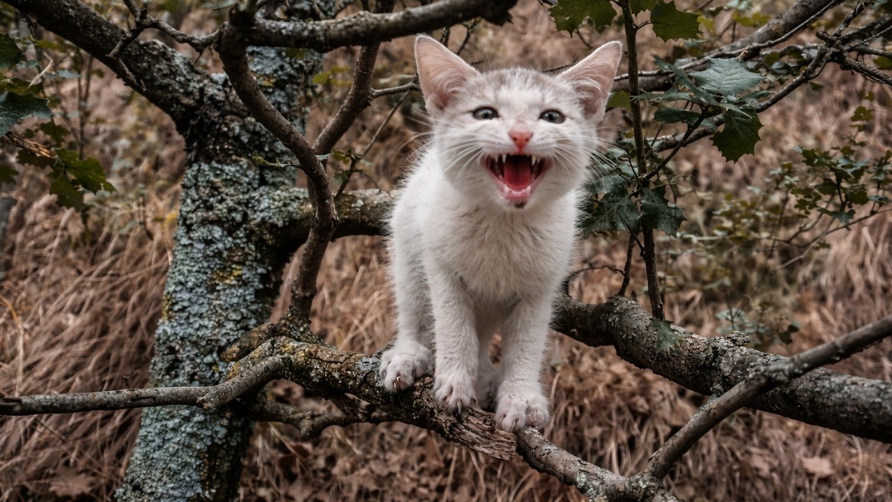 Loud Angry Kitten Stuck in Tree! 🙀 Finding Kittens in Woods