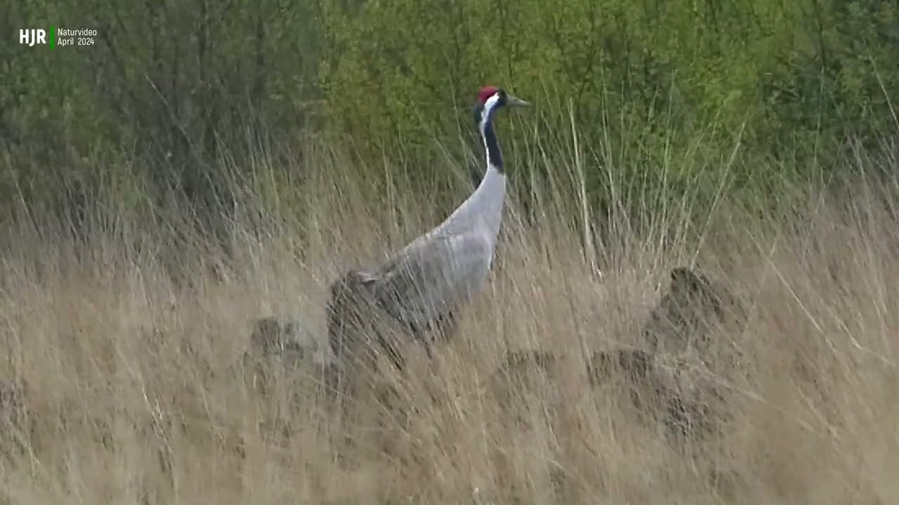 Svanemosen  Wildlife  - Traner i den danske natur