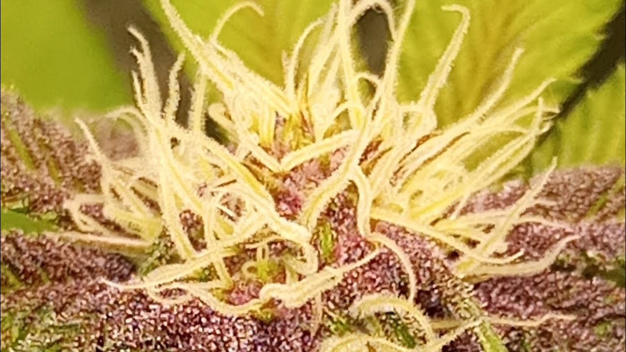 Super Buff Cherry 26 #cannabiseducation #growerscommunity #bonsanto #purple 