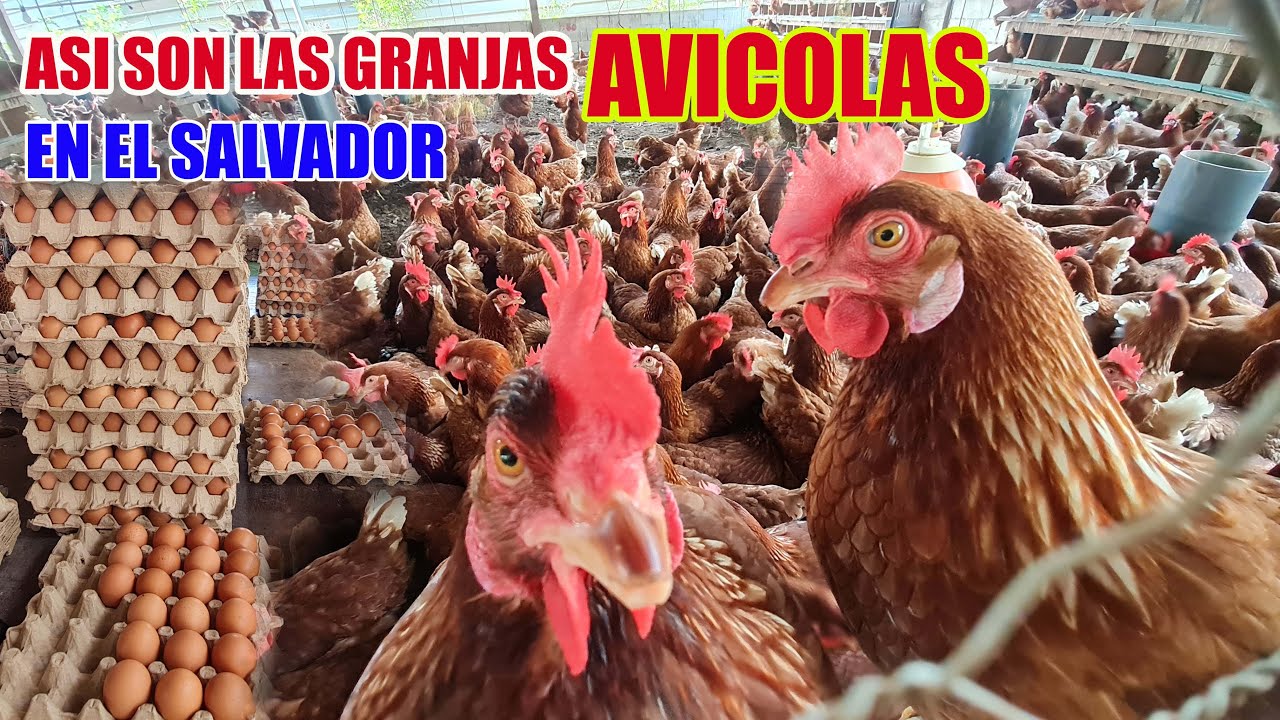 As&iacute; es una granja productora de Huevos en El Salvador | Youtubero Salvadore&ntilde;o
