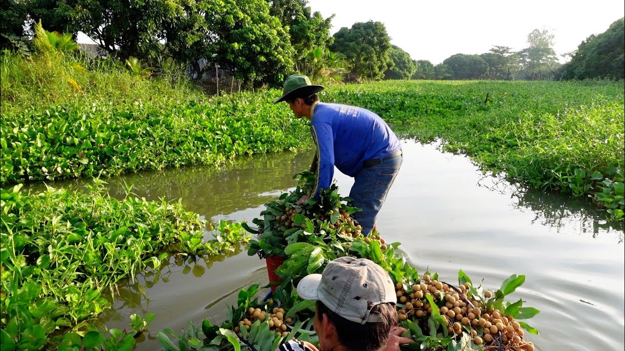 Thu hoạch trái cây Miền Tây cả nhà đông vui nhộn nhịp #340 | Cù Lao Gió