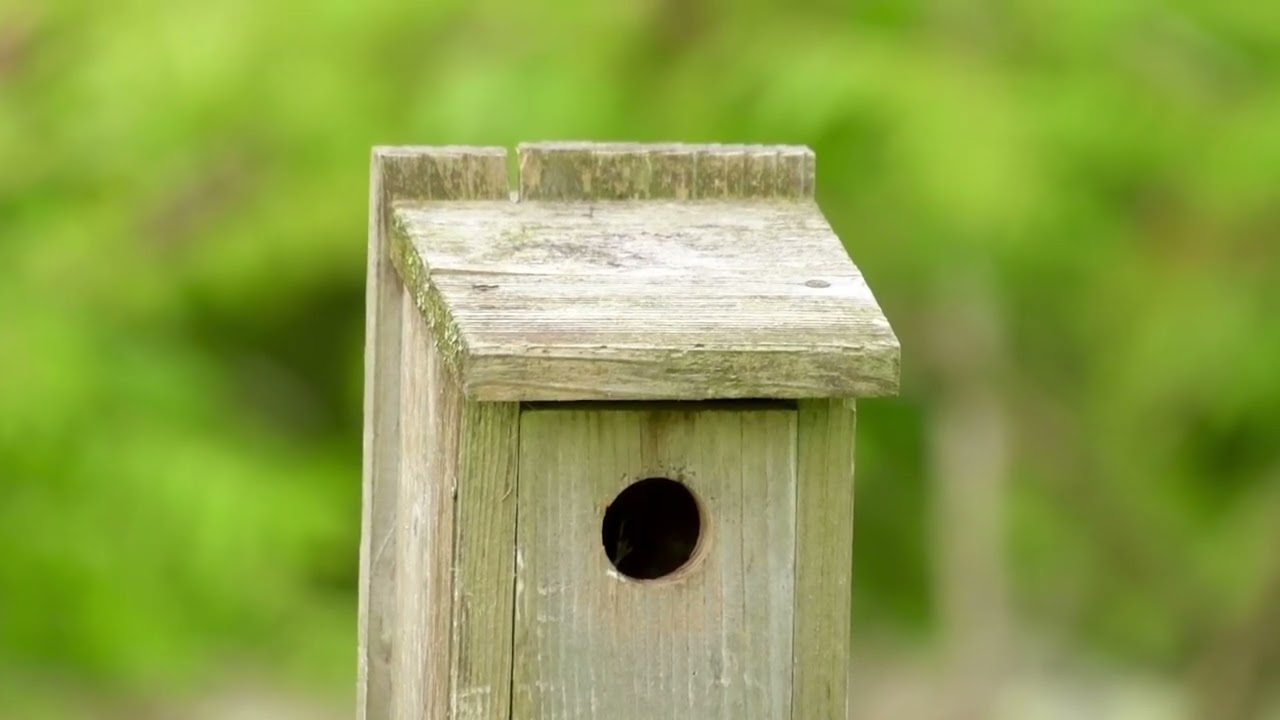 Live video of the House Wrens visiting the Nest-box. The parents visit three times in 1:37 minutes