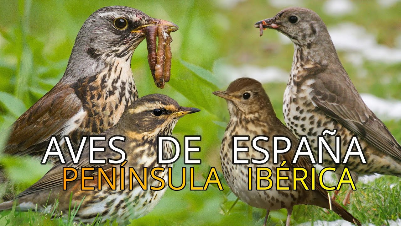 Aves de España||Pequeños Documentales||Los Zorzales 🐦||Especies||Subespecies y Endémicas.