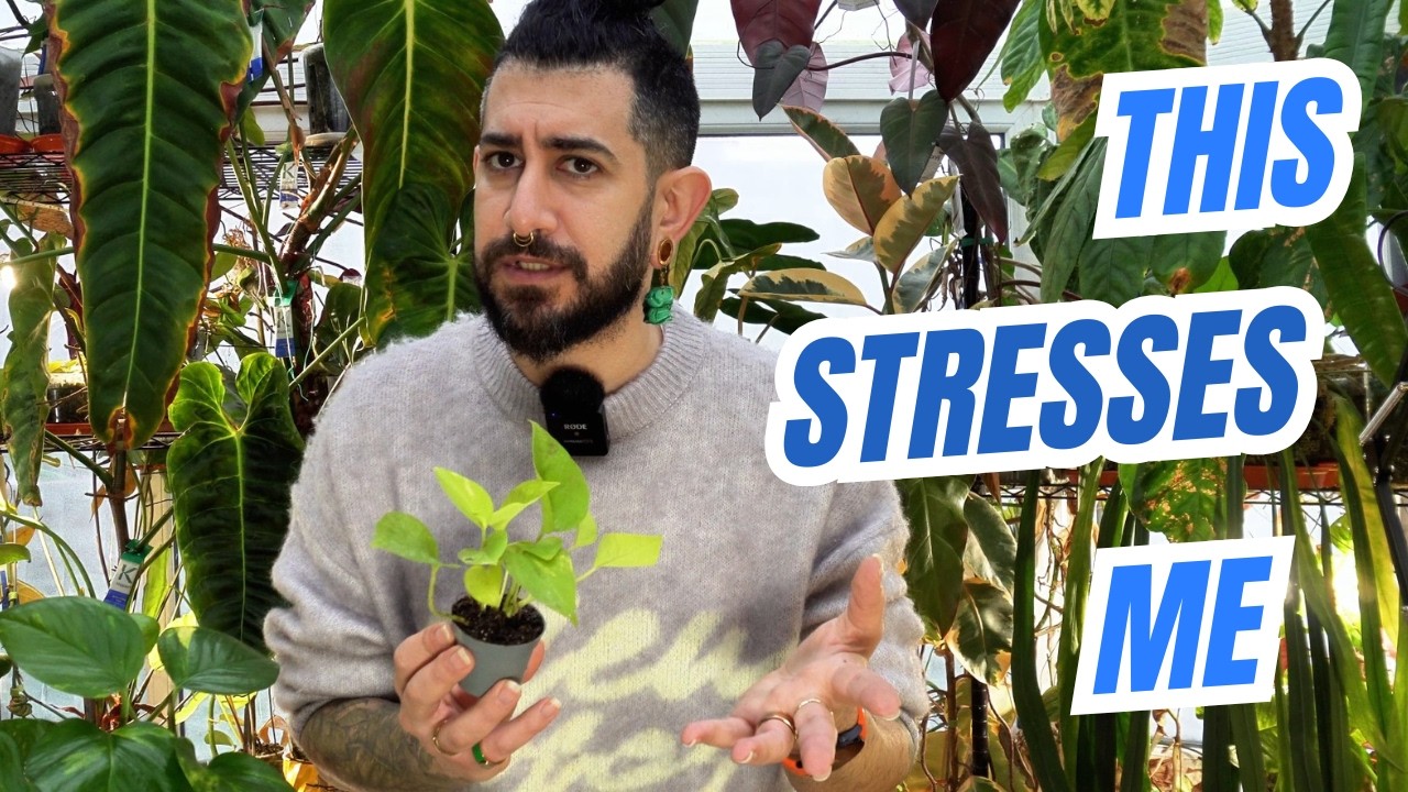 Perfect Houseplants Are Stressing You Out (Let’s Talk) 🪴😬