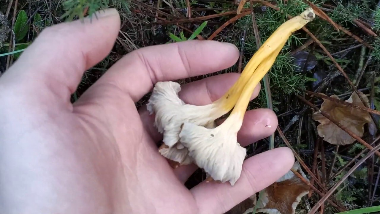 Fructificación y hábitat de Cantharellus lutescens.