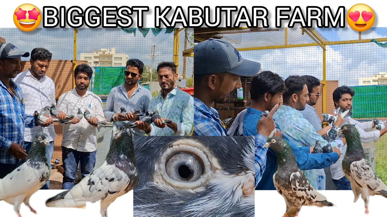 Biggest Kabutar Farm, Shafiq Patel Maharashtra Latur_Part_3 @mrsarfu 