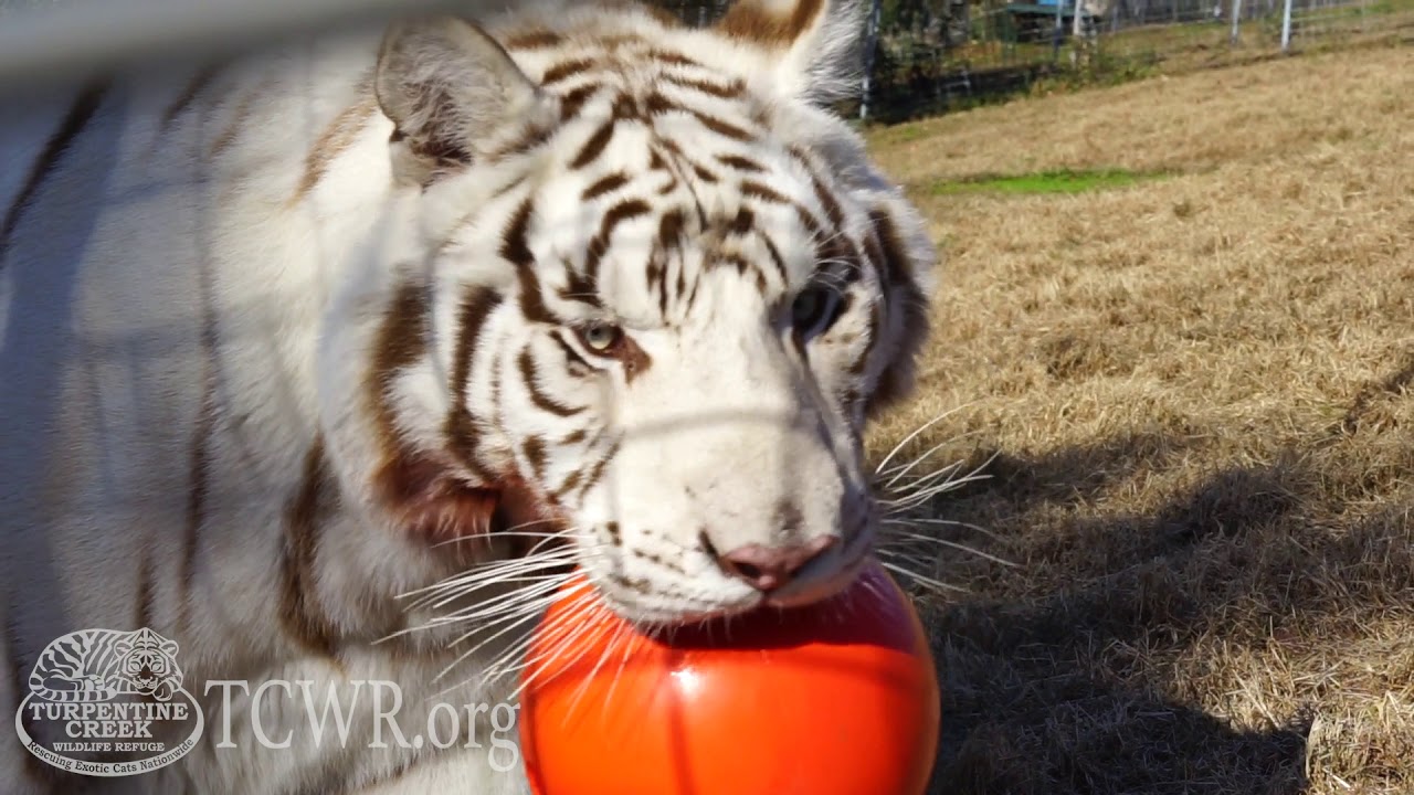 Big Cats Show Their Spunk at Turpentine Creek Wildlife Refuge