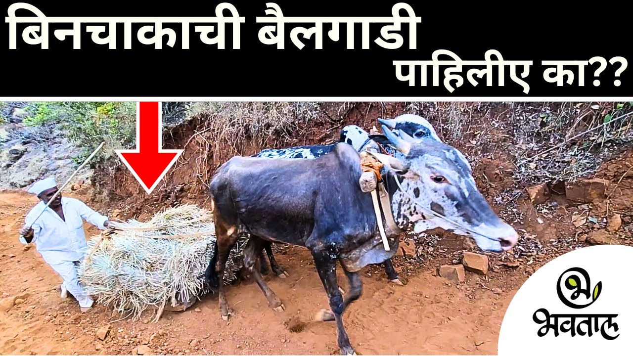 Have you seen a bullock-cart without wheels?? | बिनचाकाची बैलगाडीपाहिलीए का??