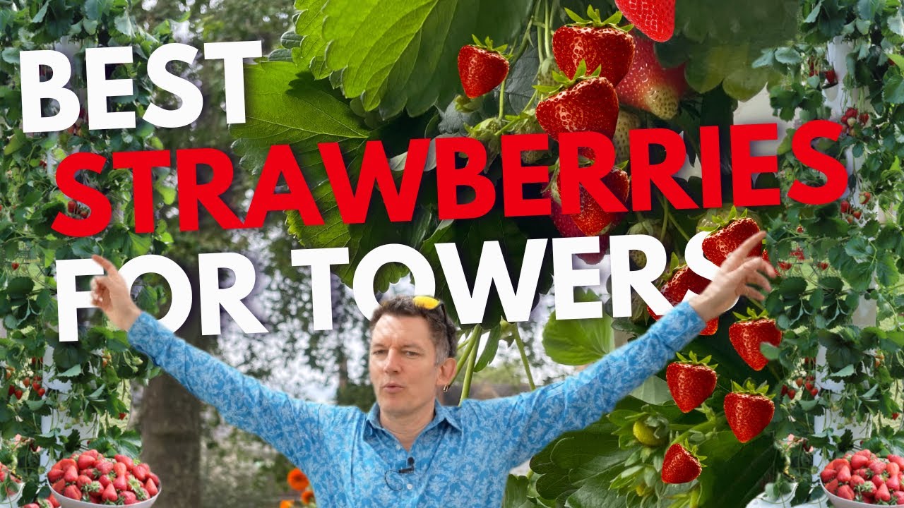 Choosing the Perfect Strawberry Variety for Your Tower Garden!