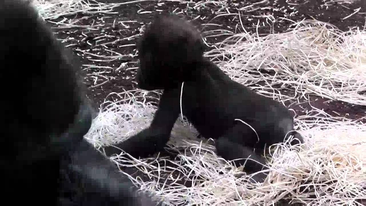 Gorilla Baby - Mutter Bagira - Tante Sonja - Kajolu und Sadiki - Tierpark Hellabrunn
