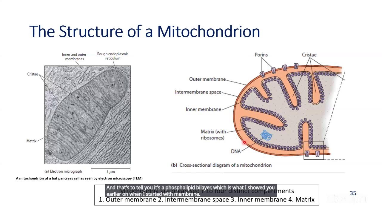BIO101- Lecture 2