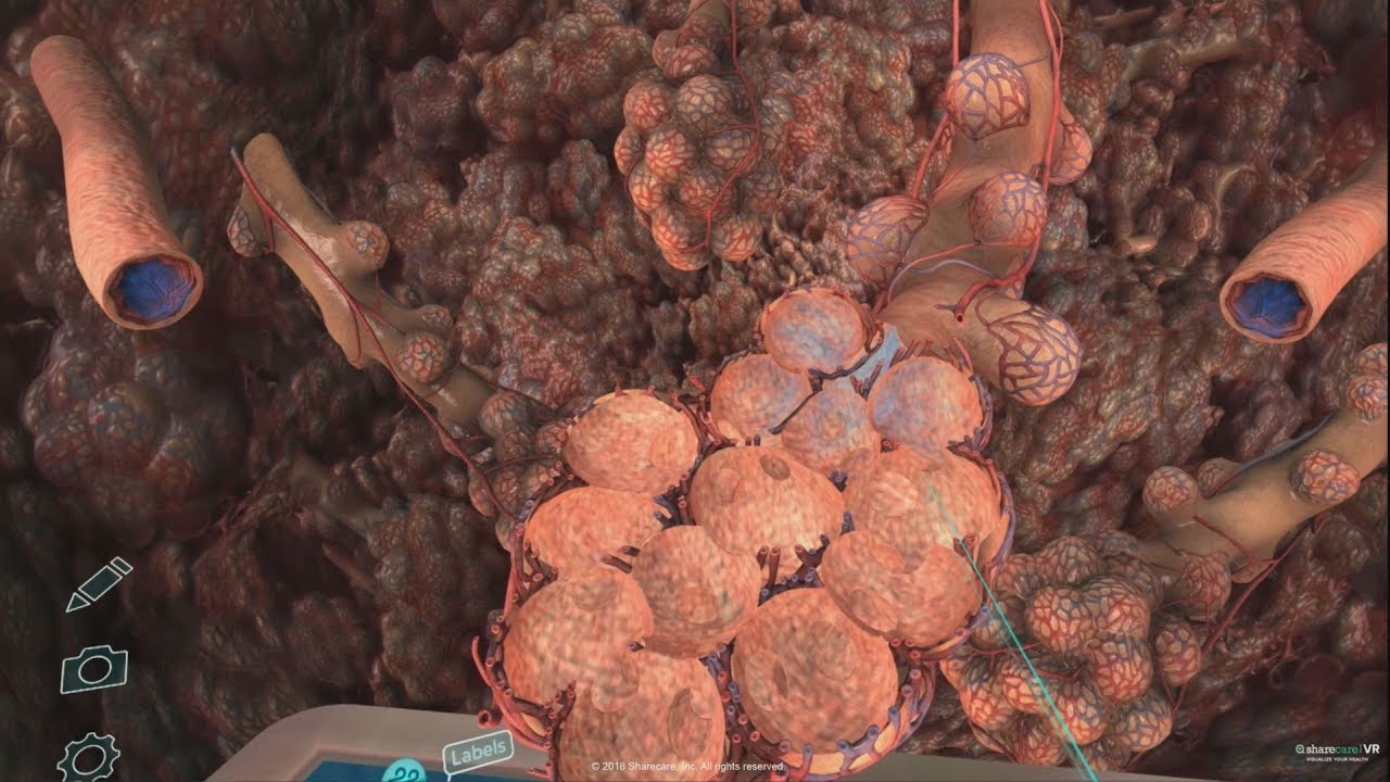 Virtuális barangolás az emberi testben