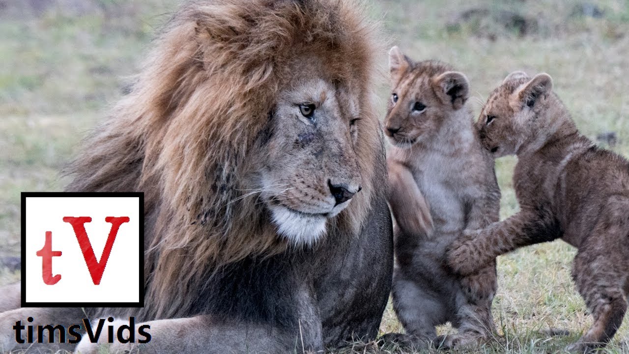 Lion Cubs Cute & Funny Compilation (Original Footage!)