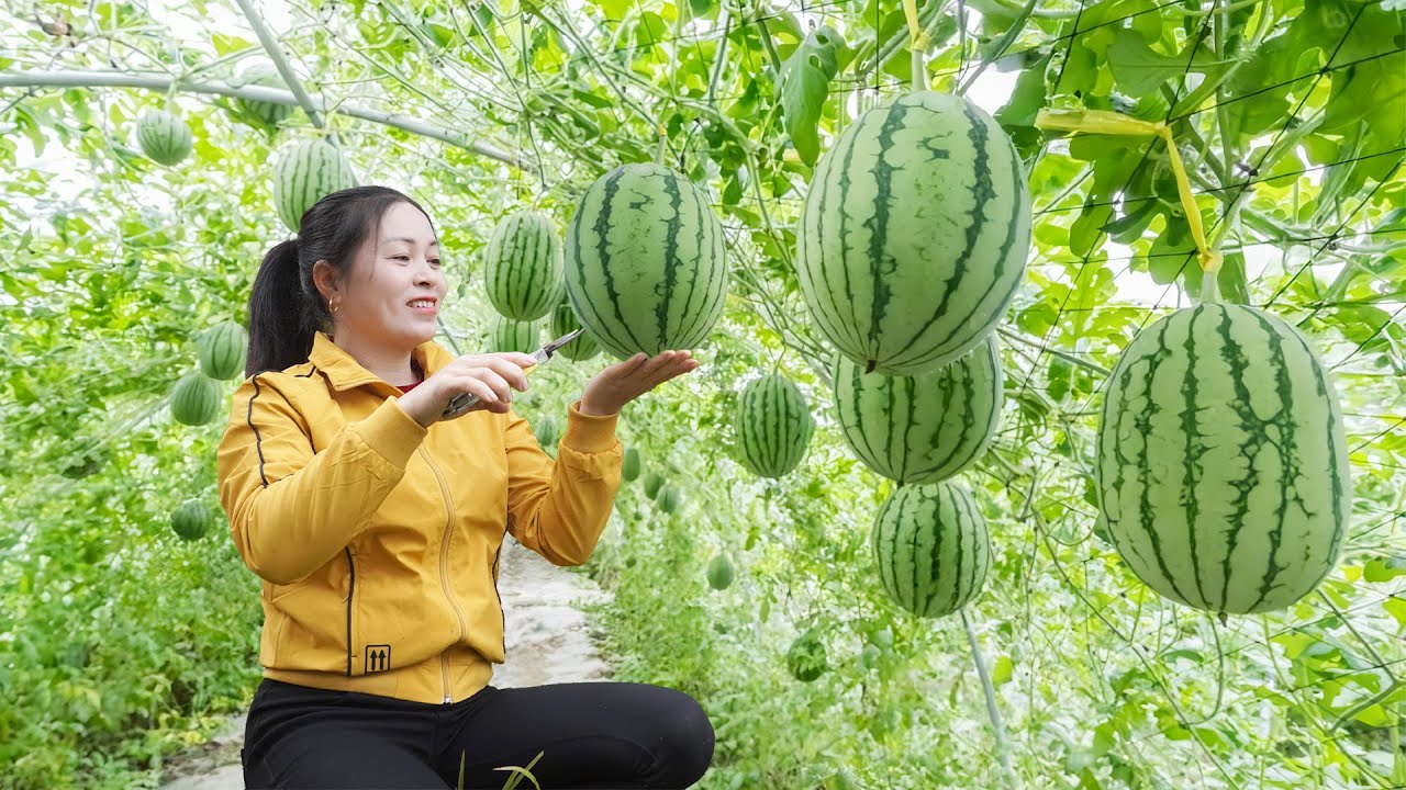 Use Truck Harvesting 1000+ Watermelon Go To Market Sell - Farm Life
