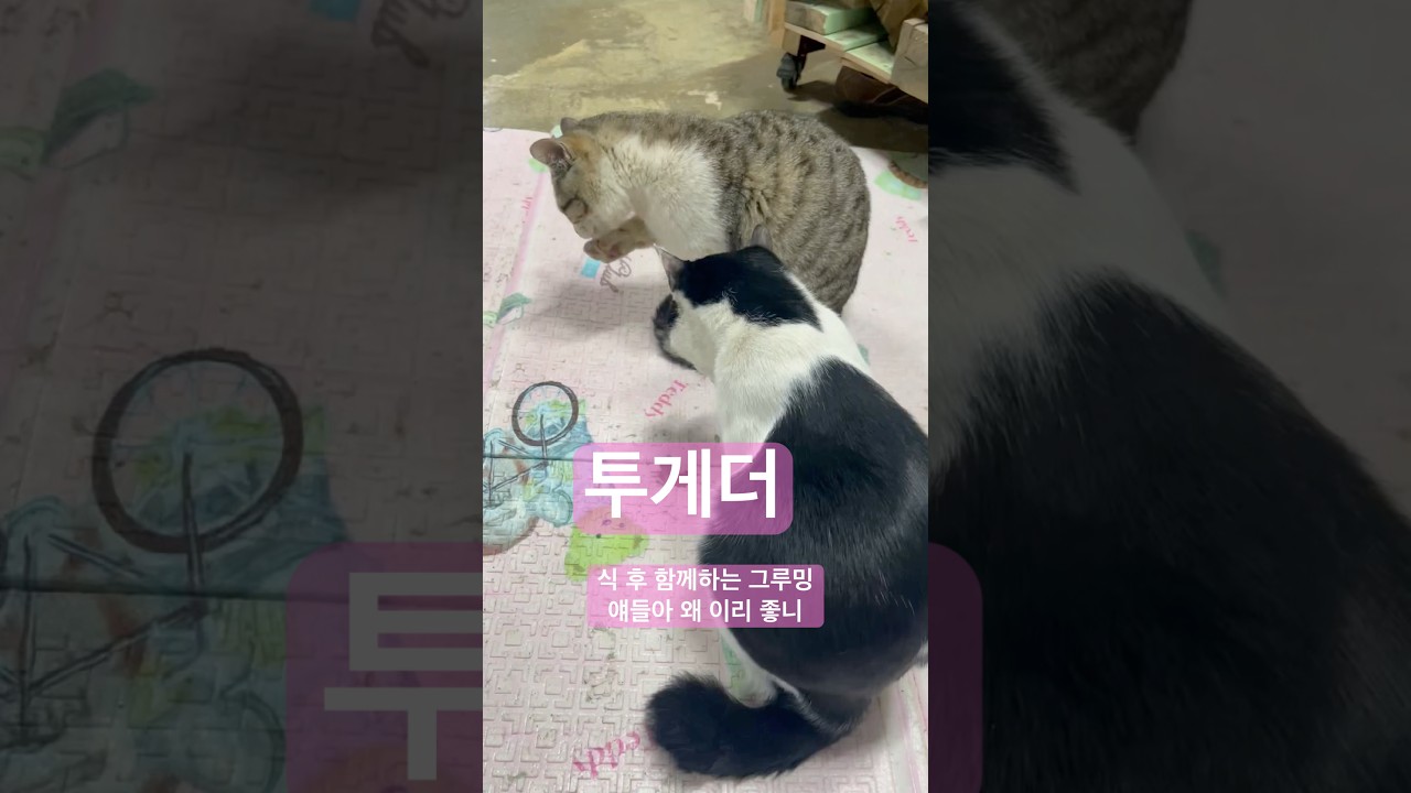 고양이들 둘이 함께하는 그루밍 #cat #고양이 #shorts