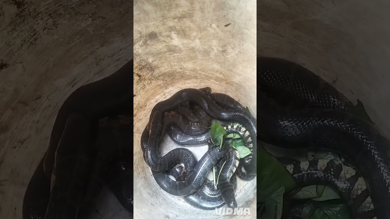 Chia sẻ nghề.. hướng dẫn đầu ra ... cách chọn cỡ rắn  rút ngắn tgian nuôi 