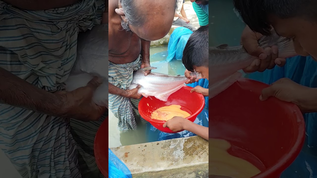 Pangas fish with eggs big catch Usa #viral