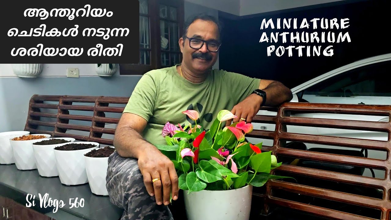 മിനിയേച്ചർ ആന്തൂറിയം ചെടികൾ ഇങ്ങനെ നട്ടാൽ 100% വിജയം ഉറപ്പ് // How to pot miniature anthurium plants