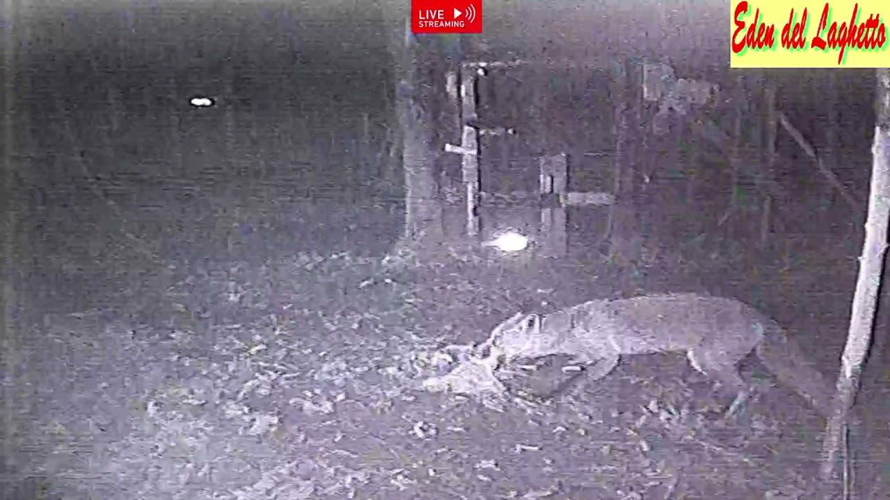 ECCO la VOLPE ritornata a finire lo spuntino la notte dopo (23 OTTOBRE)