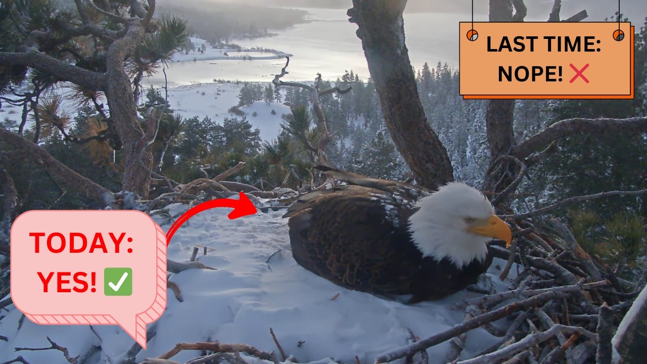 Cozy in the Snow! ❄️ Jackie's Extended Pancaking Session - She Stayed! | Big Bear Eagles FOBBV