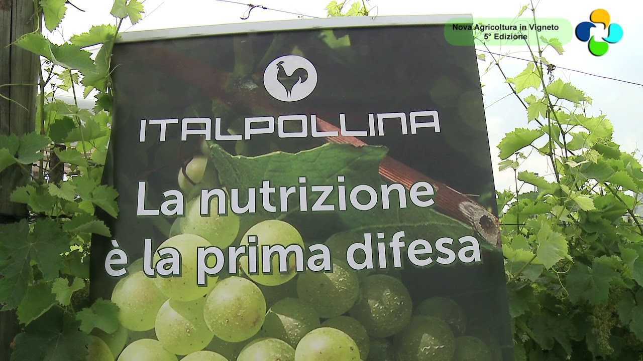Italpollina, biostimolanti per la viticoltura sostenibile e bio