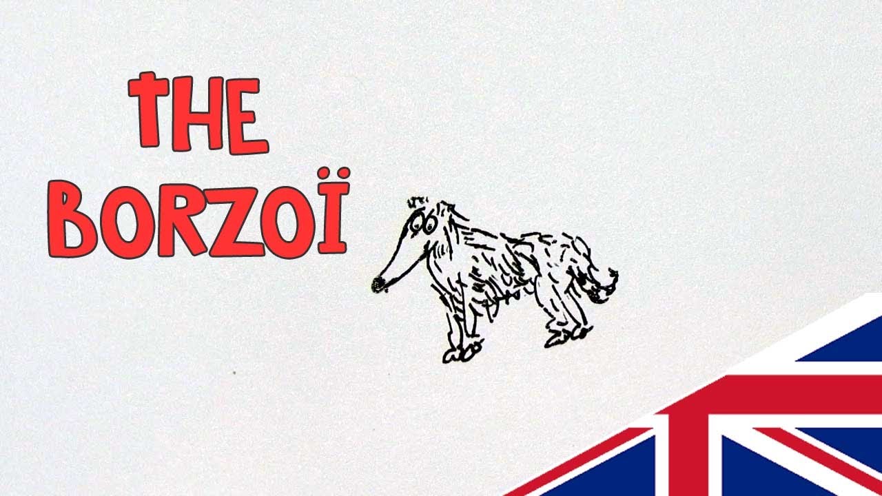 borzoi dog top fact with drawing !  story of the russian wolfhound breed with facts  - dog 101