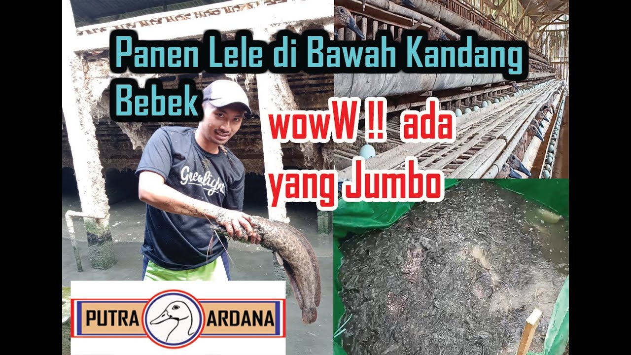 TERNAK BEBEK BONUS LELE‼️100% UNTUNG‼️PUTRA ARDANA DONOMULYO‼️