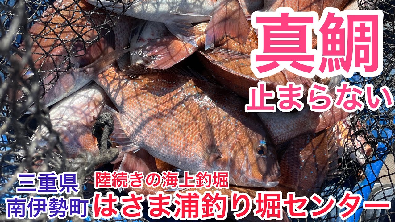 【釣り】陸続きの海上釣堀『はさま浦釣り堀センター』で真鯛が止まらない！