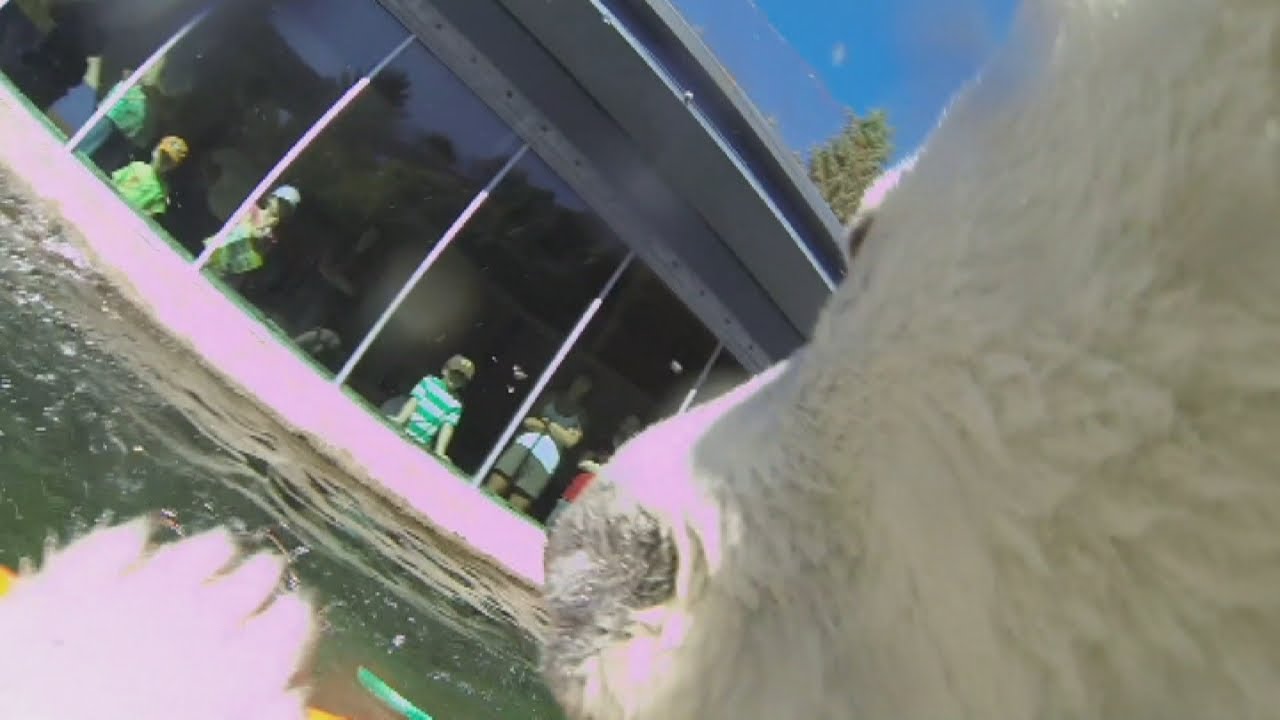 Polar bear's collar camera captures unique view inside Oregon Zoo