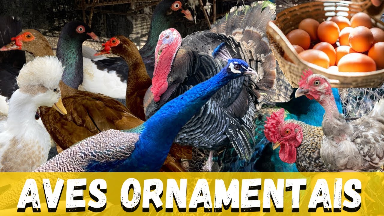 COLETANDO OVOS / PATO CHOCOLATE / MARRECO POMPOM / PAVÃO / MINI GALINHAS / POMBOS E MUITO MAIS