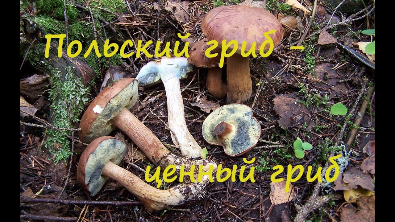 Польский гриб - лучший среди моховиков. Imleria badia.