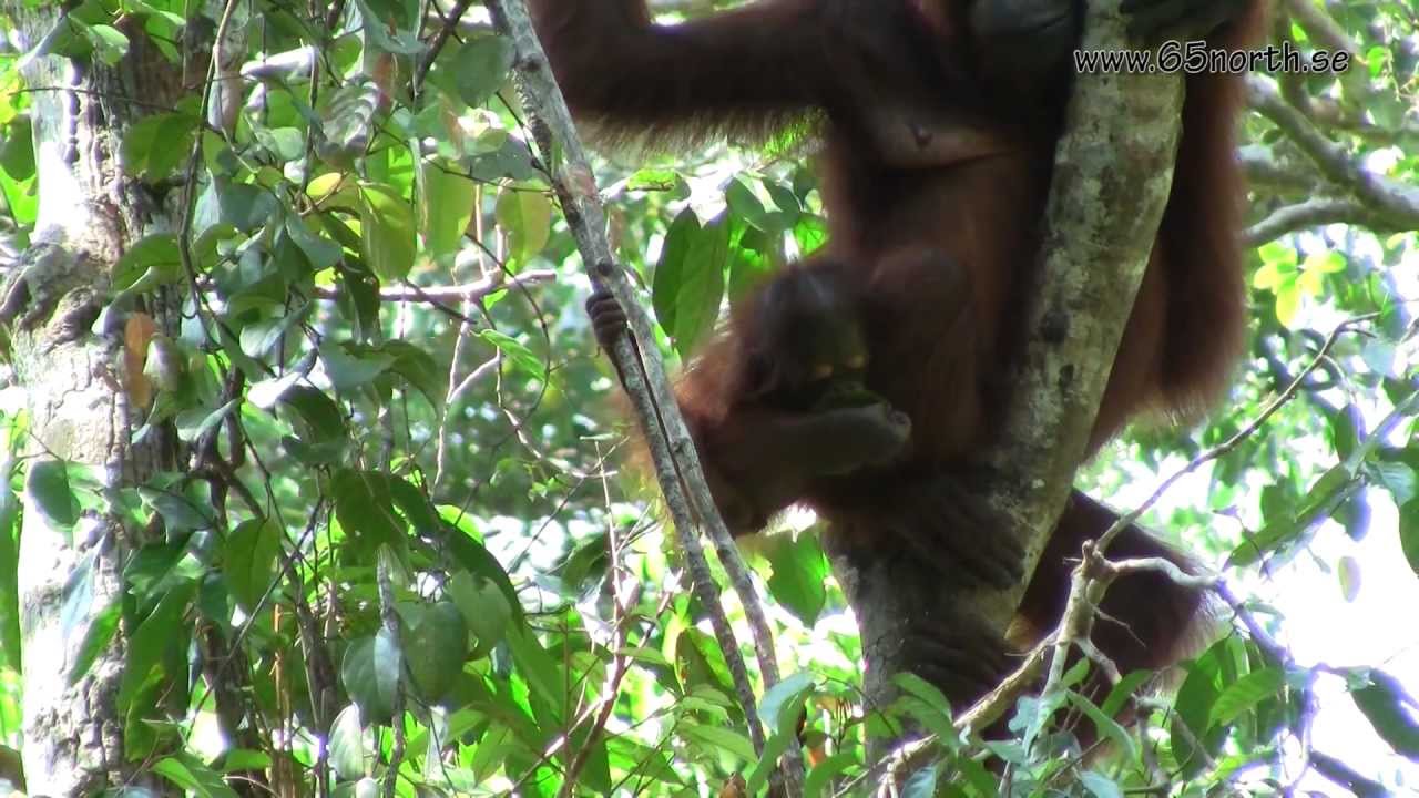 Wildlife of Indonesia, Orangutans and Probiscious Monkey in Tanjung Puting National Park Borneo