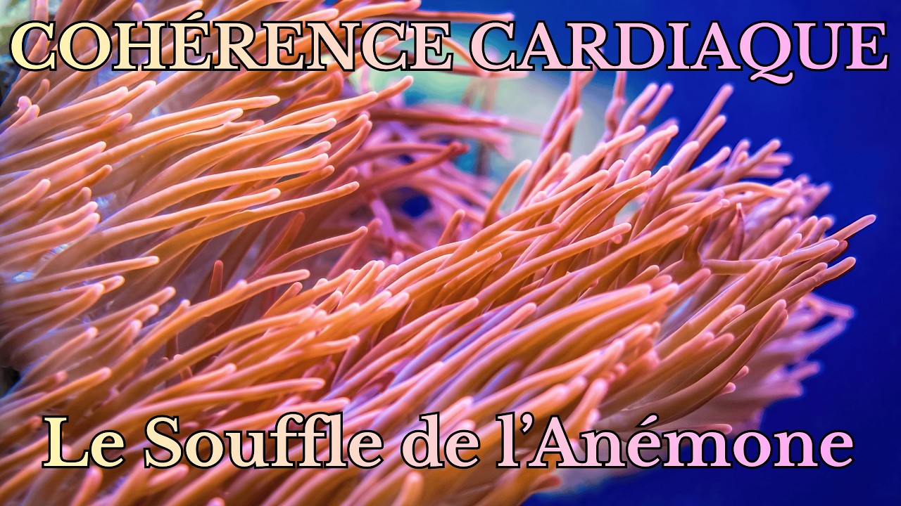 Cohérence Cardiaque – Le Souffle de l’Anémone Délicatesse, Protection & Frontières Invisibles
