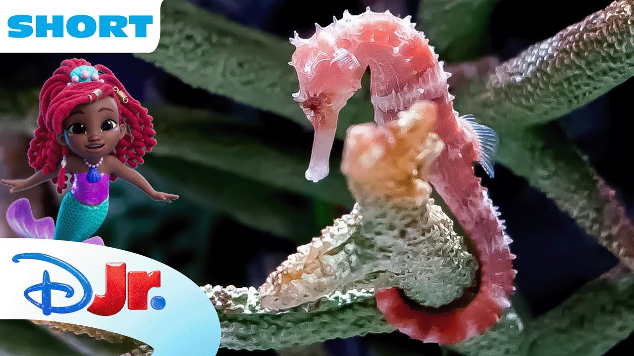 Disney Animals - Seahorses | Under the Sea with Ariel | The Little Mermaid 🧜🏾&zwj;♀️| @disneyjr