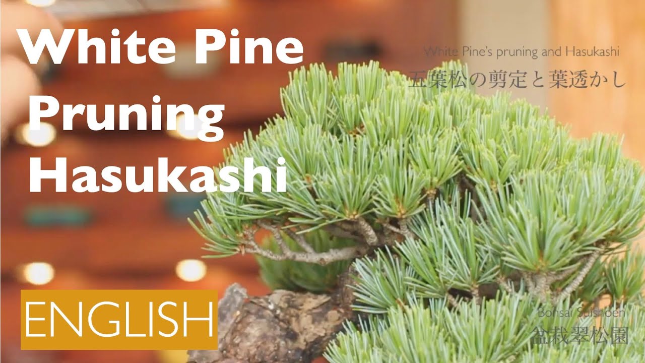 Whitepine Basic Care, Sentei and Hasukashi