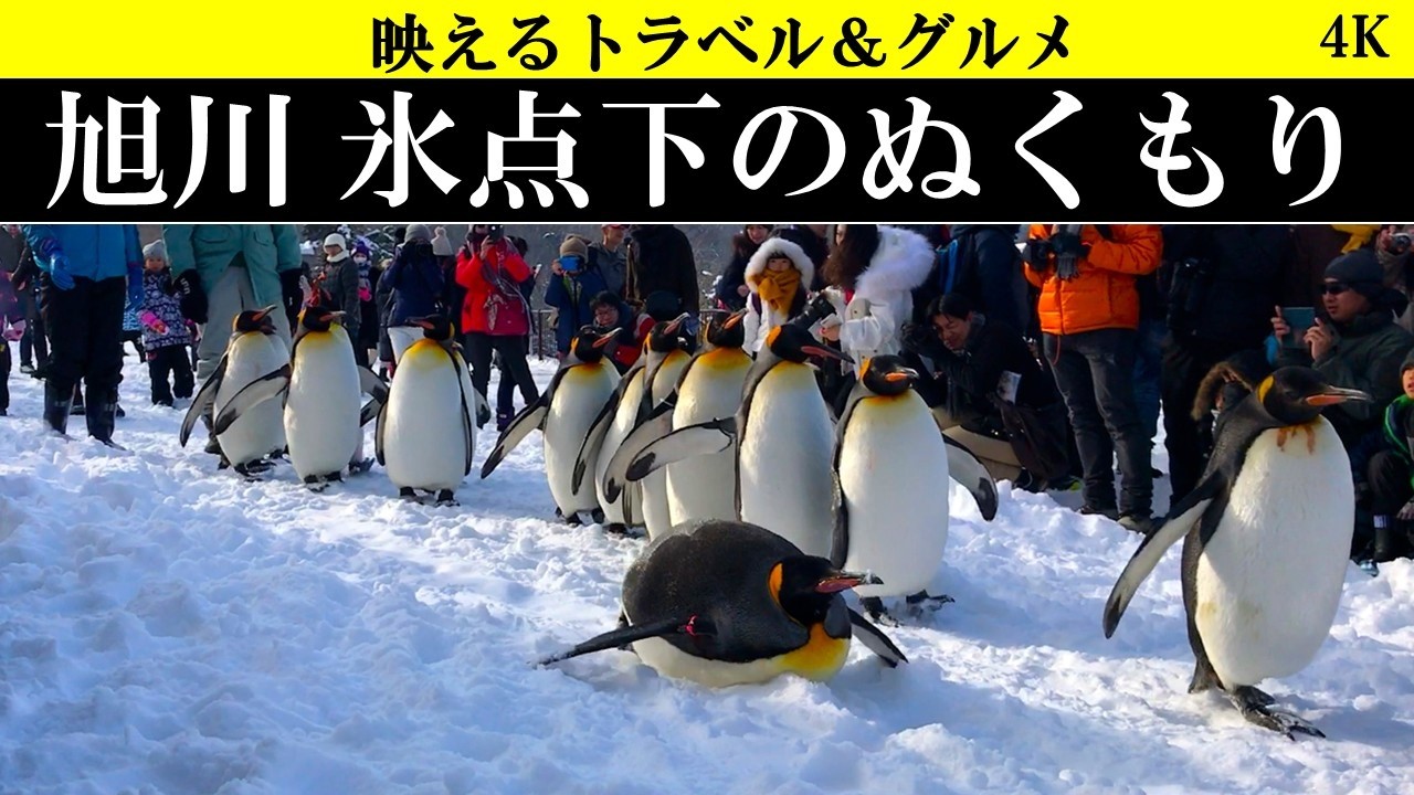 4K【感動の展示!】旭川、旭山動物園の行動展示と男山酒造、大満喫の旅