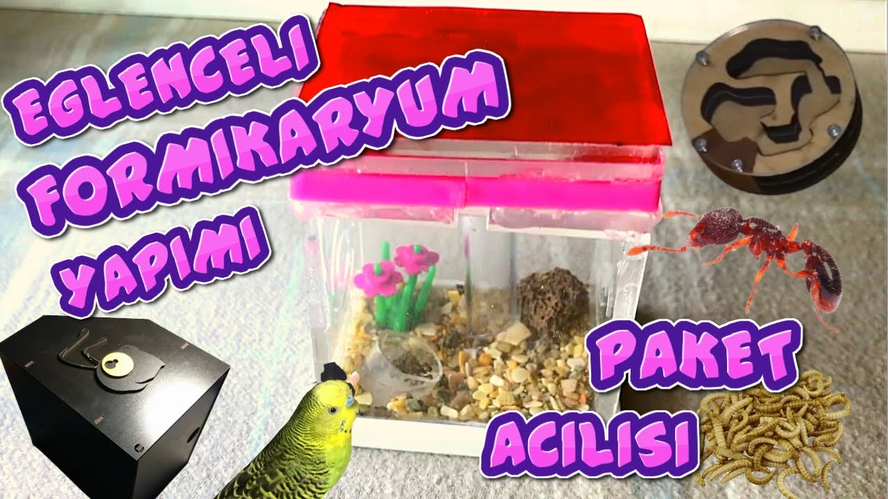 Eğlenceli Formikaryum Yapımı ve Paket Açılışları / Myrmecina Kolonisinin Yeni Yaşam Alanı