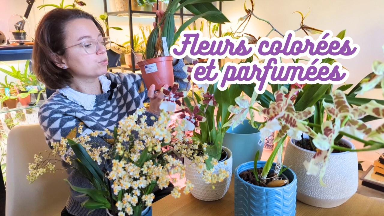 Les orchidées oncidiums 🌸 : Entretien, variétés et conseils de culture !