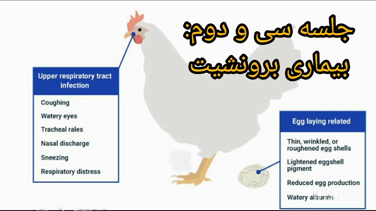 آموزش پرورش مرغ محلی تخمگذار: بیماری برونشیت در مرغ بومی تخمگذار(جلسه سی و دوم)
