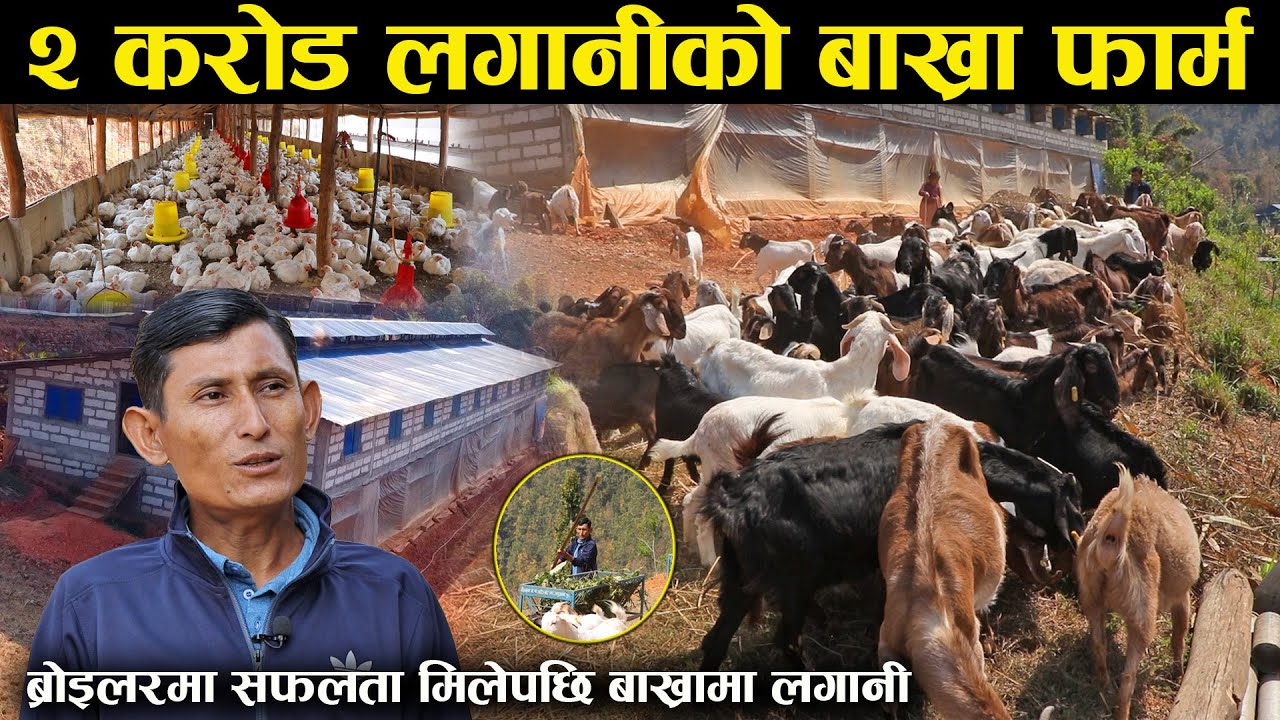 ब्रोइलर कुखुरामा सफल भएपछी खोले २ करोडको बाख्रा फार्म  ! Dui Karod Laganiko Bakhra Farm