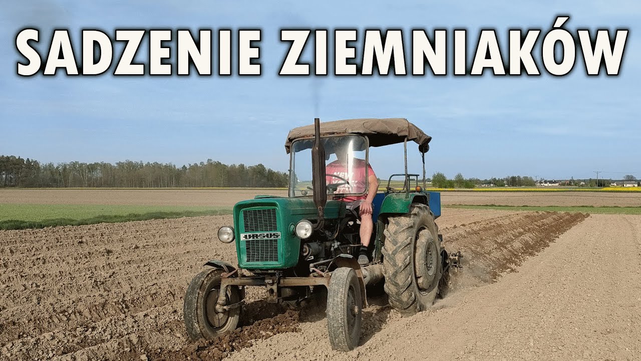 Ciapek wkracza do akcji! 🔥 Sadzenie ziemniaków 🔥 Ursus C-328 i sadzarka Solan Lublin S-228 w akcji!