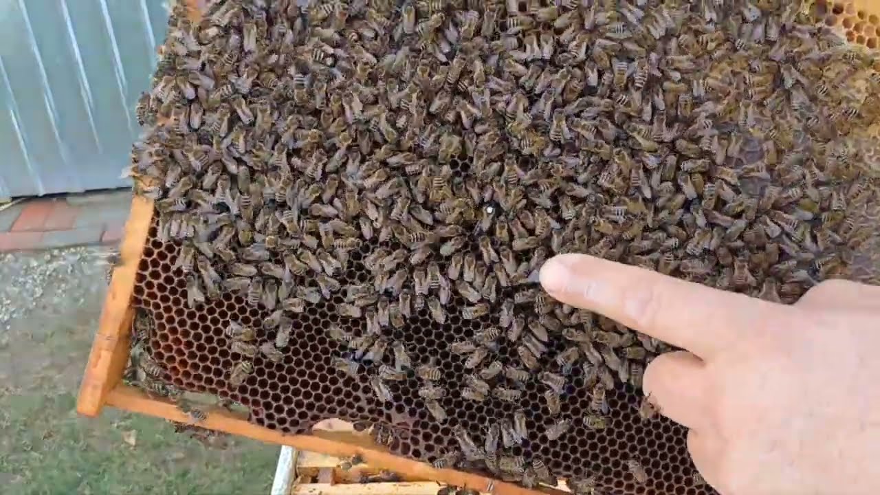 Verific sa vad daca am puiet si regina unificata